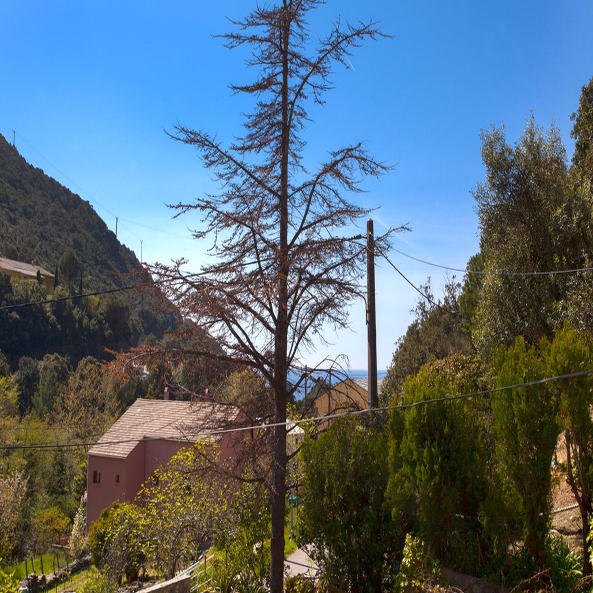 Les Gites Du Cap Corse Nonza Room photo